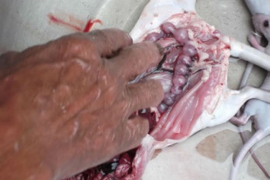 Tăng cường sinh lực bằng bào thai động vật: Thật không?